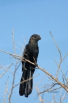 Ani;Crotophaga-ani;Smooth-billed-Ani